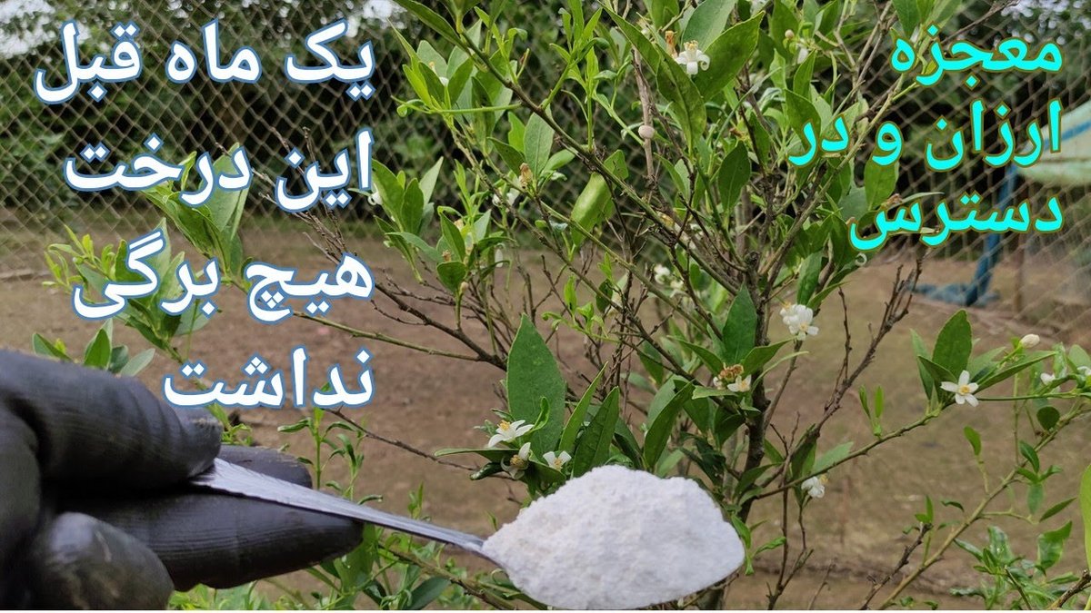 چرا برگ‌های گیاه آپارتمانی‌ام زرد شده؟ راهنمای کامل تشخیص بیماری از روی برگ‌ها