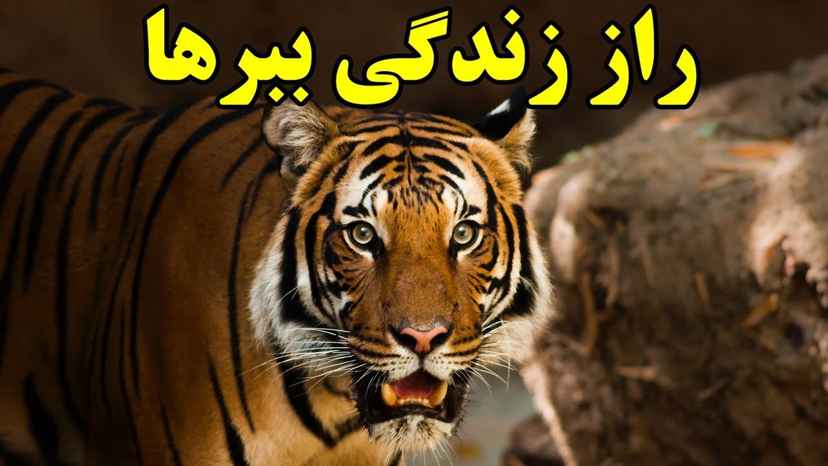 حقایق عجیب و باورنکردنی درباره خواب و رویاها که علم ثابت کرده است